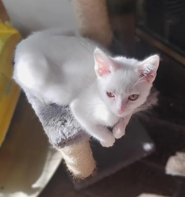 A baby small-sized male Domestic Short Hair cat named Frosted Flakes for adoption in Sacramento, CA