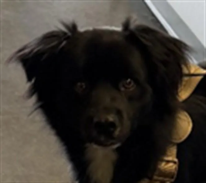 An adult medium-sized male Mixed Breed dog named Oddy for adoption in Los Angeles, CA