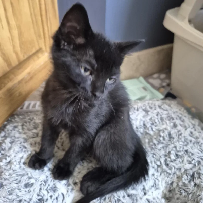 A baby small-sized female Black Domestic Short Hair cat named Daytona for adoption in Buffalo, MN