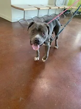 An adult medium-sized male Pit Bull Terrier dog named Furdinand for adoption in New Orleans, LA