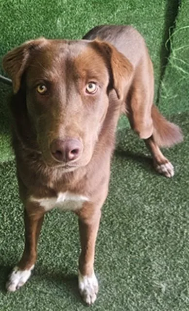 A young medium-sized female Australian Shepherd dog named Autumn for adoption in Lancaster, CA