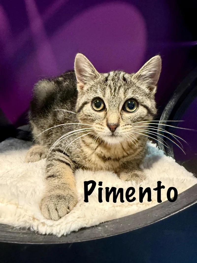 A baby medium-sized female Tabby (Brown / Chocolate) Domestic Short Hair cat named Pimento for adoption in Frewsburg, NY