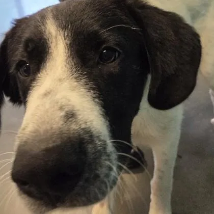 An adult large-sized male Mixed Breed dog named Sam for adoption in Voorhees, NJ