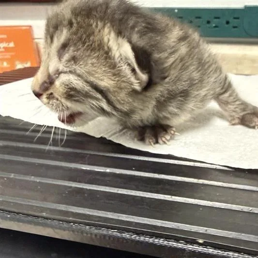 A baby small-sized female Brown / Chocolate American Shorthair cat named Errol for adoption in Mount Shasta, CA