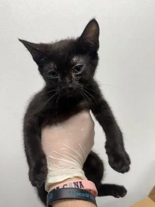 An adult small-sized female Domestic Short Hair cat named North for adoption in West Chester, PA