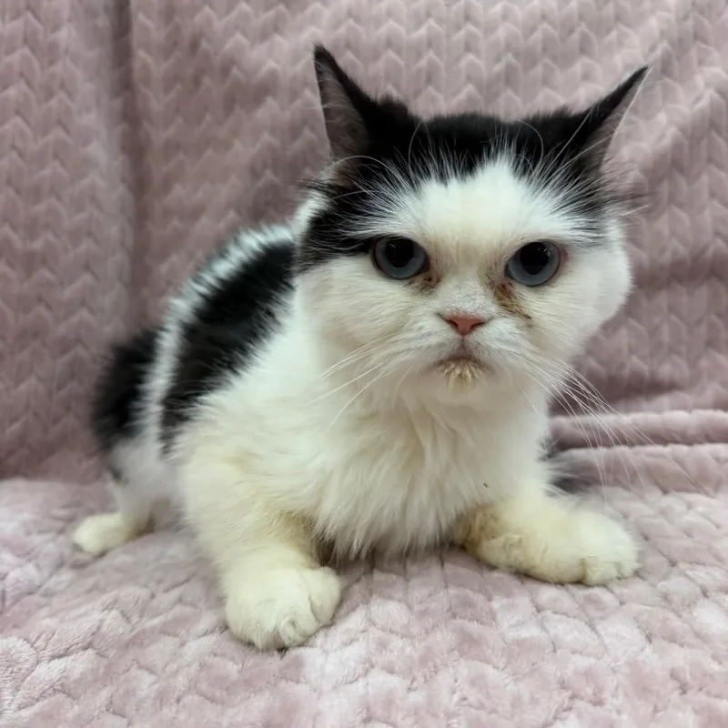 An adult small-sized female Black Persian cat named Penelope for adoption in Raleigh, NC