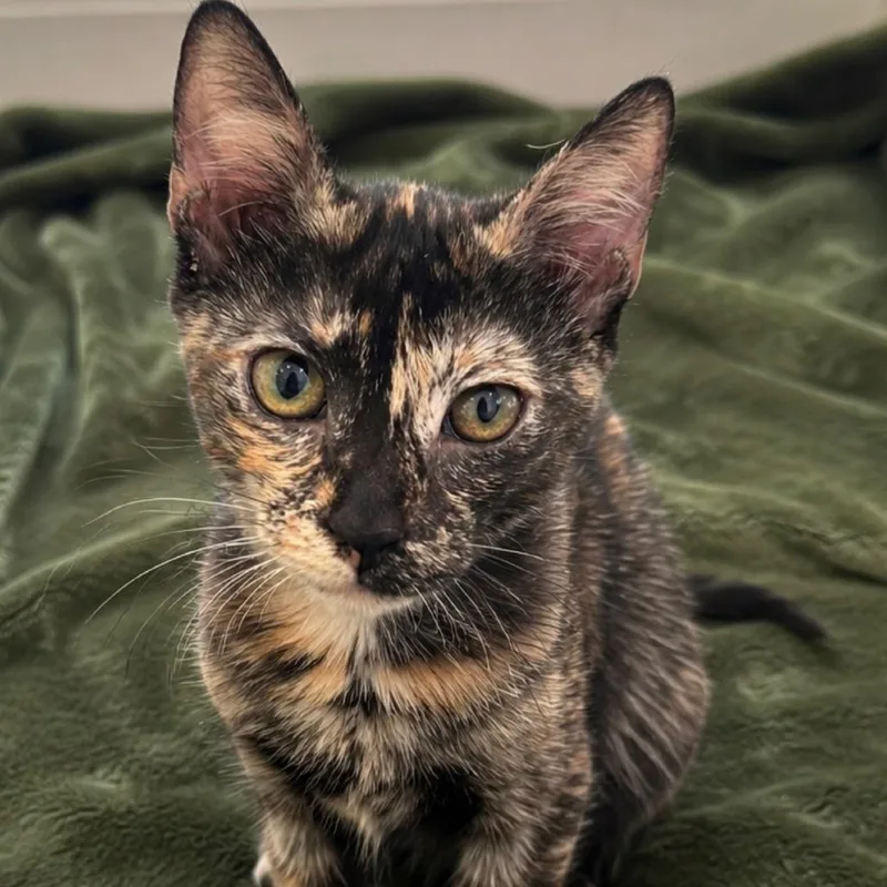 A baby medium-sized female Tortoiseshell Domestic Short Hair cat named Toffee for adoption in Jupiter, FL