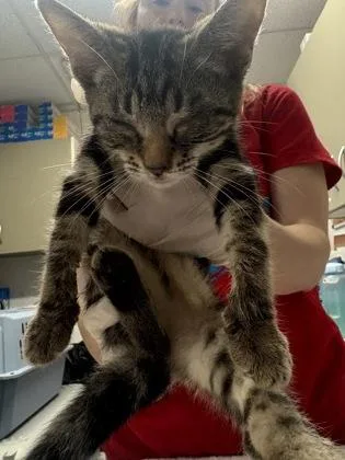 A baby small-sized female Domestic Short Hair cat named Squirt for adoption in West Chester, PA