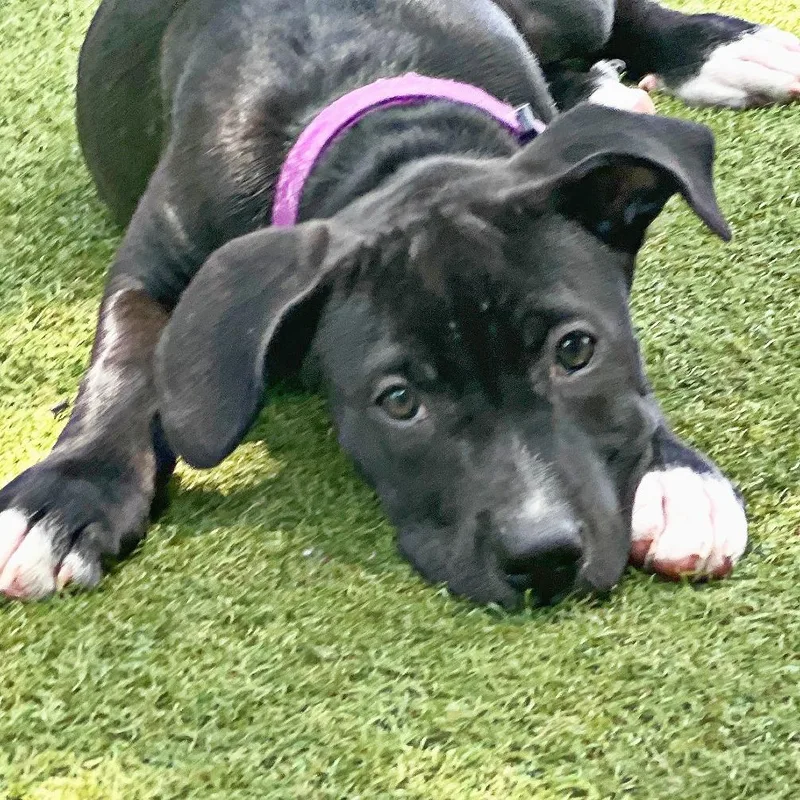 A baby medium-sized female Black German Shepherd Dog dog named Lark for adoption in Flower Mound, TX