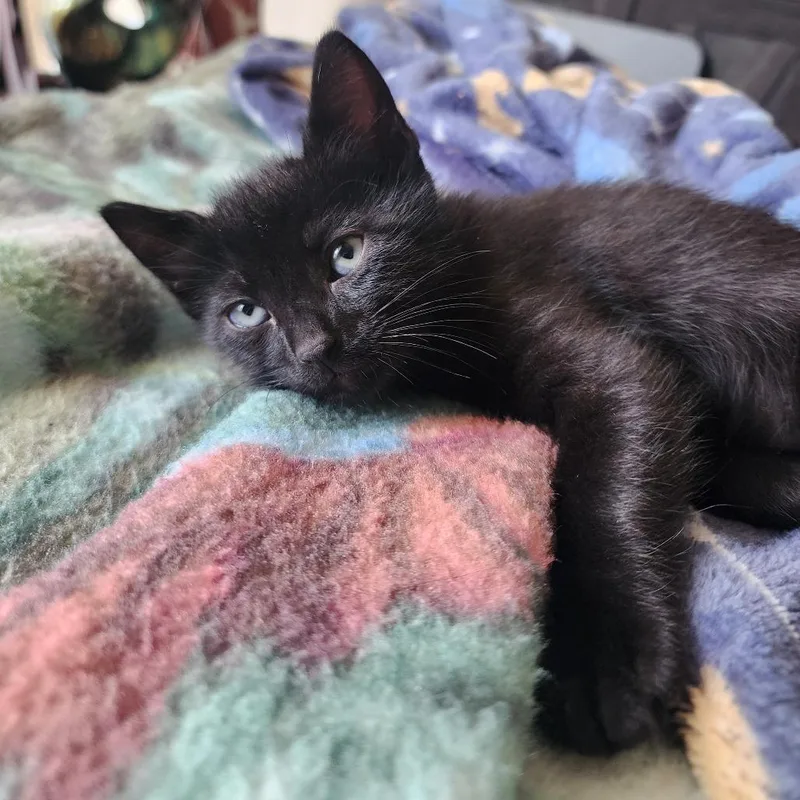 A baby small-sized male Black Domestic Short Hair cat named Lars for adoption in Austin, TX