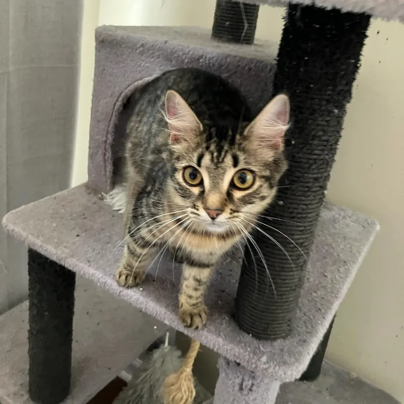 A young small-sized female Brown / Chocolate Domestic Medium Hair cat named Trademark for adoption in Verona, VA