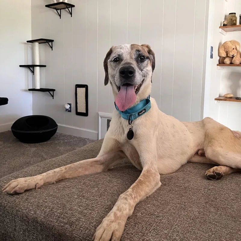 A senior medium-sized male White / Cream Hound dog named Tulsa for adoption in Fort Wayne, IN