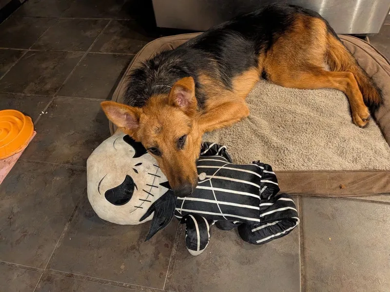 A young large-sized male Black German Shepherd Dog named Wallace for adoption in New Rochelle, NY