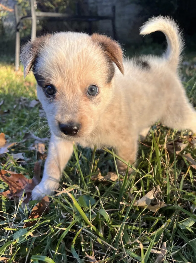 A baby medium-sized male Australian Cattle Dog / Blue Heeler dog named Roscoe for adoption in Pelham, AL