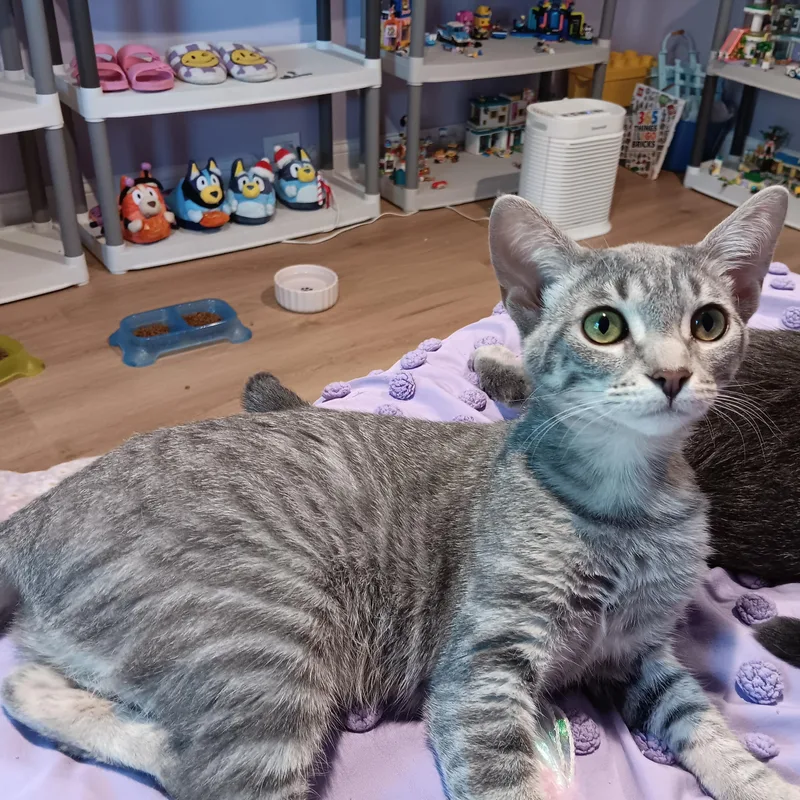 A baby medium-sized female Tabby (Gray / Blue / Silver) Domestic Short Hair cat named Iris for adoption in Chicago, IL