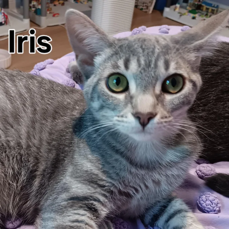 Iris thumbnail 4