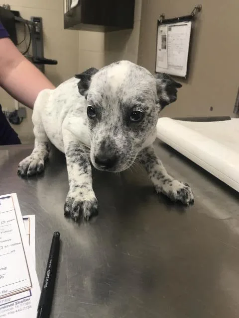 A baby small-sized female Pit Bull Terrier dog named Cera for adoption in Conroe, TX