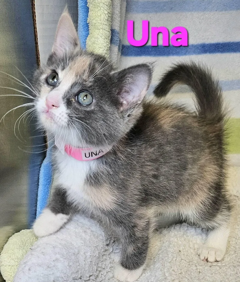 A baby medium-sized female Dilute Tortoiseshell cat named Una for adoption in Macon, GA