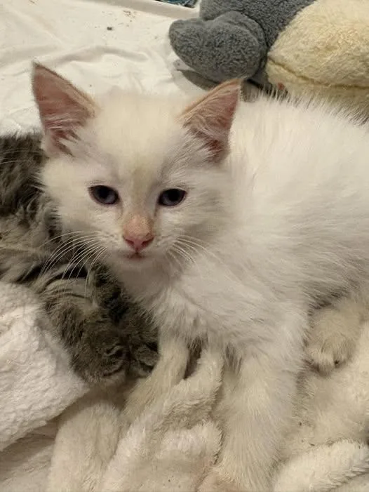 A baby medium-sized male Domestic Short Hair cat named Vesper for adoption in Chesapeake Beach, MD