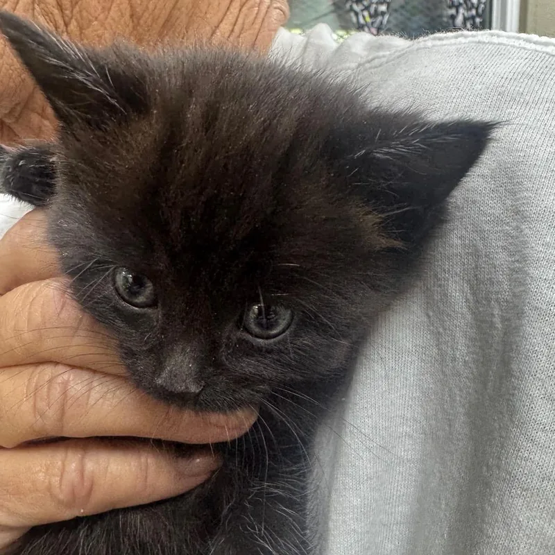 A baby small-sized female Black Domestic Medium Hair cat named Meeny for adoption in Madisonville, KY