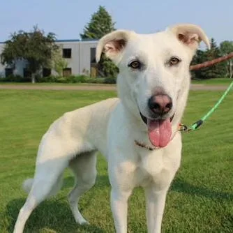 An adult medium-sized female White / Cream White German Shepherd dog named Savvy for adoption in Minneapolis, MN