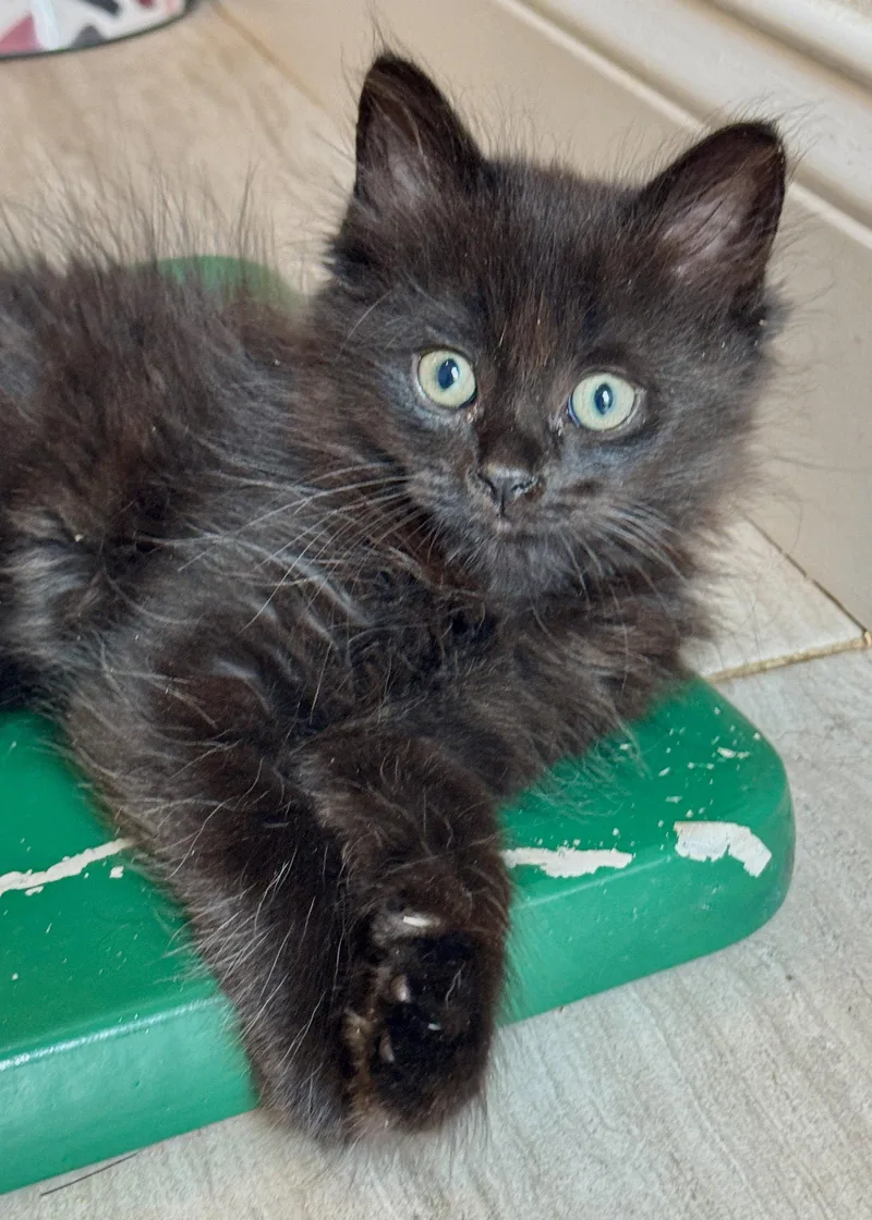 A baby medium-sized female Black Domestic Long Hair cat named Cher for adoption in Oviedo, FL