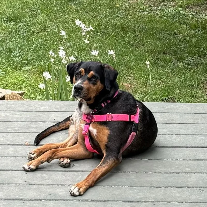 Roxy thumbnail 2