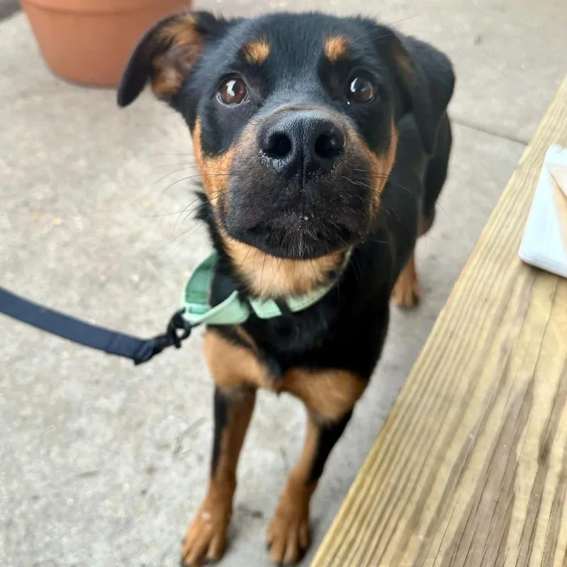 Hulk Hogan K thumbnail 2