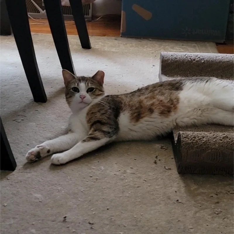 A young medium-sized male Tabby (Buff / Tan / Fawn) Domestic Short Hair cat named Tobey for adoption in Charlottesville, VA