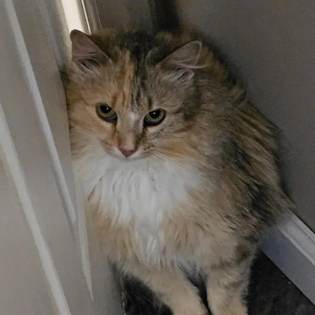 An adult medium-sized female Calico Domestic Long Hair cat named Patches for adoption in Aldie, VA