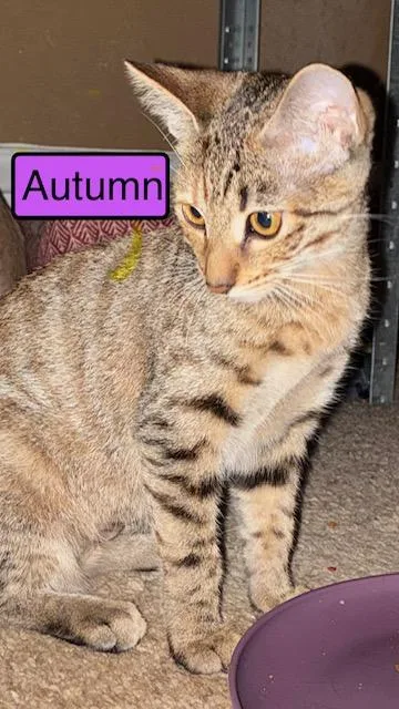 A baby medium-sized female Domestic Short Hair cat named Autumn for adoption in Zimmerman, MN