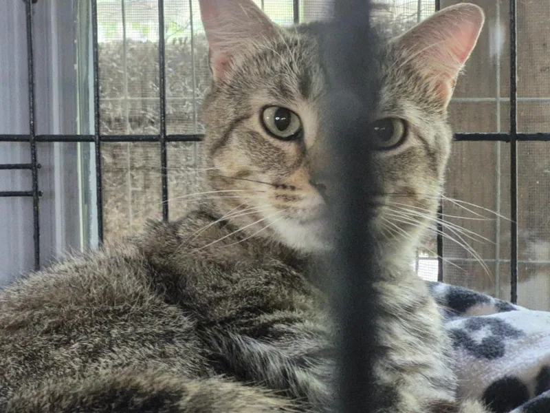 An adult medium-sized male Domestic Short Hair cat named Bashful for adoption in Pittsboro, NC