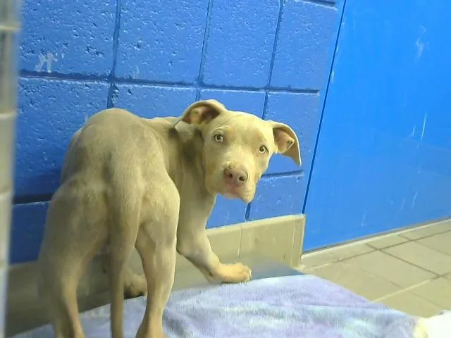 A baby small-sized male Pit Bull Terrier dog named Wini for adoption in Albuquerque, NM