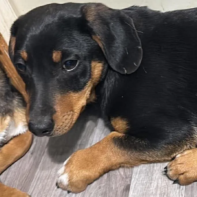 Costanza thumbnail 2