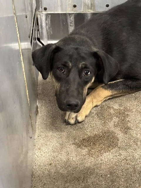 An adult medium-sized female German Shepherd Dog dog named Elle for adoption in San Bernardino, CA
