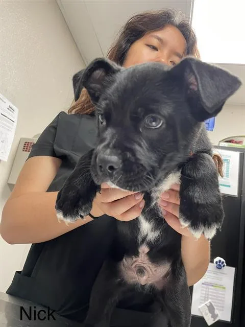 A baby small-sized male Labrador Retriever dog named Nick for adoption in Sugar Land, TX