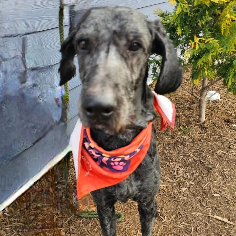 An adult large-sized male Black Standard Poodle dog named Johnathan for adoption in Madisonville, TN