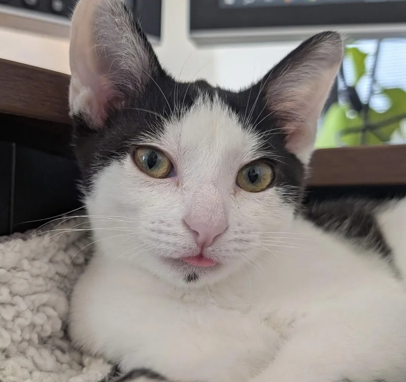 A baby medium-sized female Black & White / Tuxedo Domestic Short Hair cat named Martina for adoption in Dublin, OH
