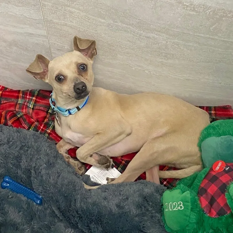 An adult small-sized male Chihuahua dog named Captain Tom for adoption in Bradenton, FL