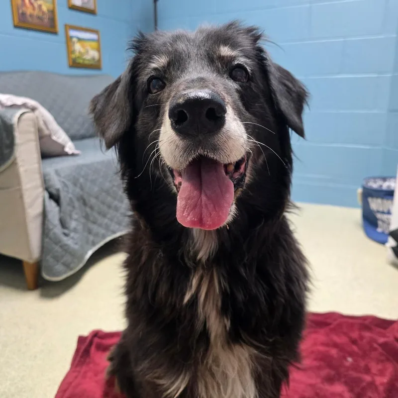 A senior large-sized female Black Flat-Coated Retriever dog named Chloe for adoption in Windsor, VA
