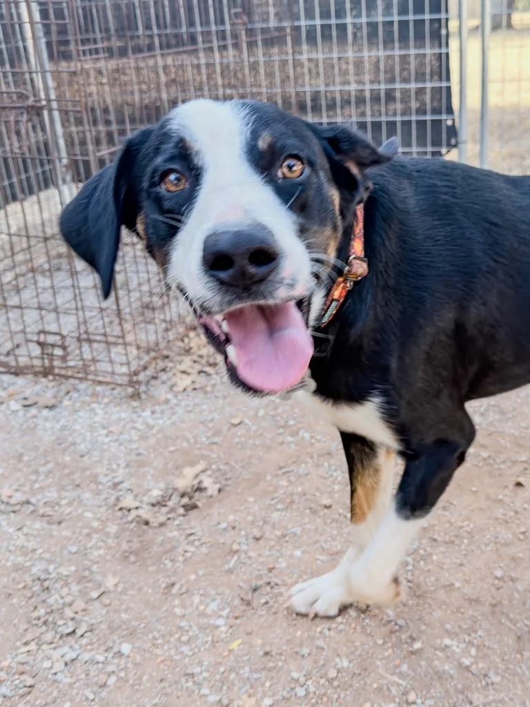 An adult medium-sized male Tricolor (Brown, Black, & White) Bernese Mountain Dog dog named Jasper for adoption in Marble Falls, TX