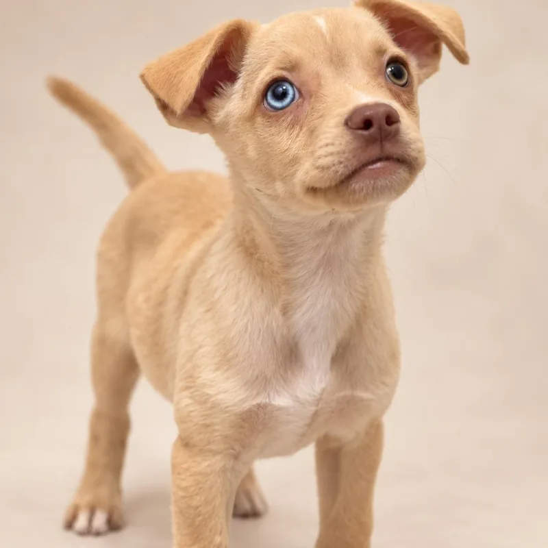 A baby medium-sized male Yellow / Tan / Blond / Fawn Labrador Retriever dog named Dakota for adoption in Kissimmee, FL