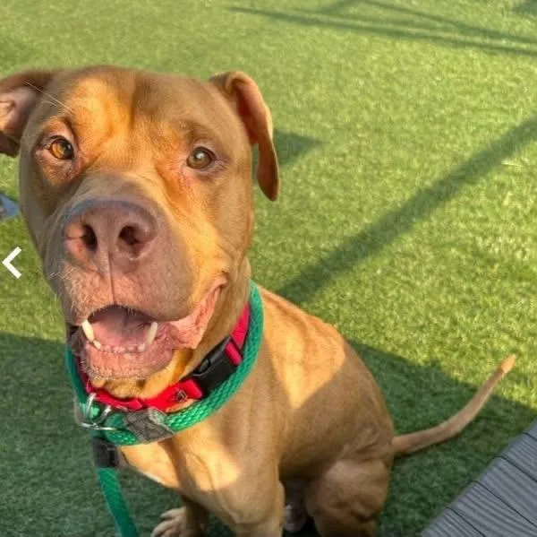 An adult medium-sized male Golden American Bully dog named Torres for adoption in Newfoundland, NJ