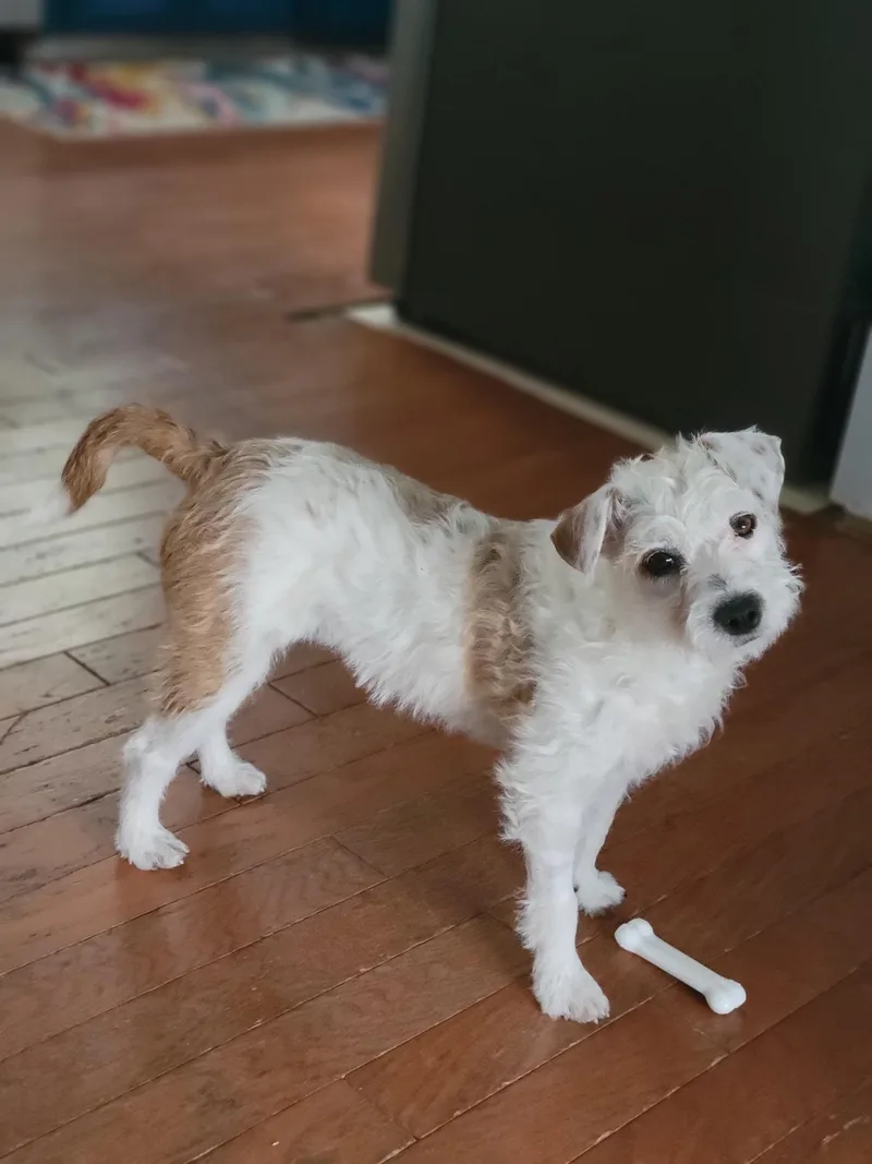 An adult medium-sized female Parson Russell Terrier dog named Poppy for adoption in Durham, NC