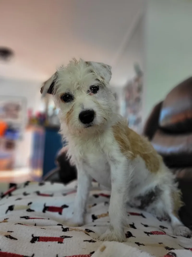 Poppy thumbnail 2