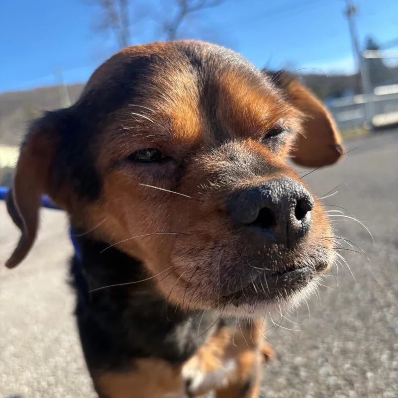 Jalapeno thumbnail 3