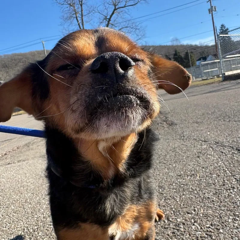 Jalapeno thumbnail 4