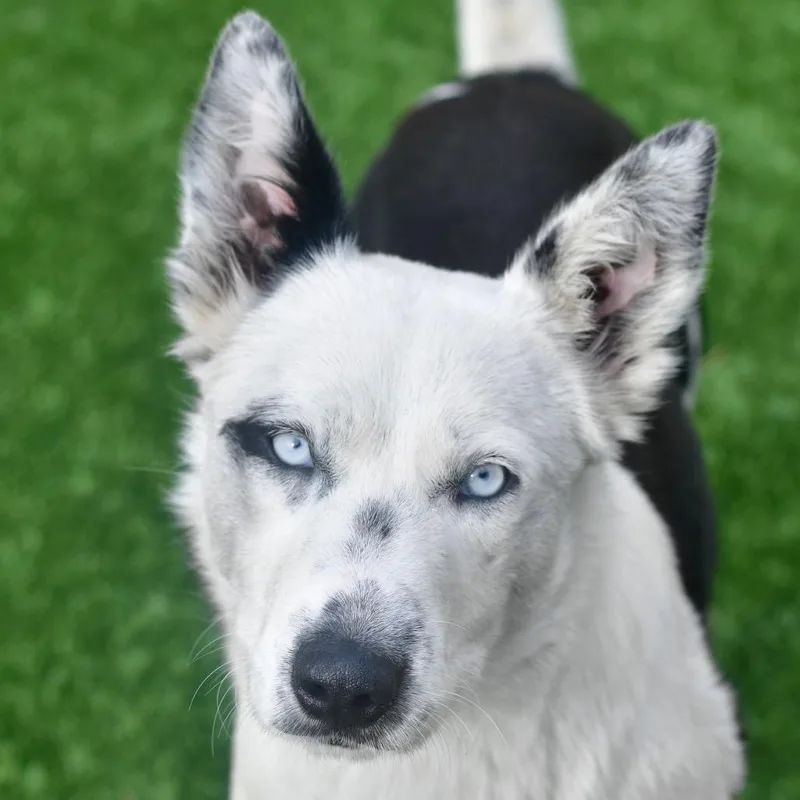 Sapphire thumbnail 2