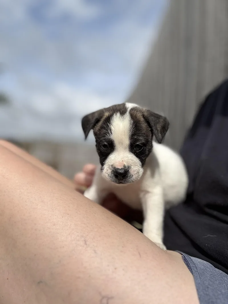 A baby large-sized male White / Cream Anatolian Shepherd dog named Irwin for adoption in Mount Meigs, AL