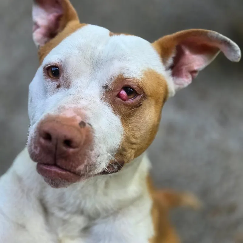 A young medium-sized male Yellow / Tan / Blond / Fawn Mixed Breed dog named Brock for adoption in Charleston, WV